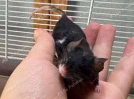 Friendly black & white male fancy mouse with large cage for sale