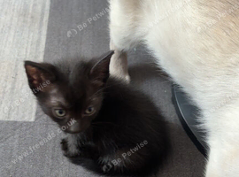 Ragamese cross kittens