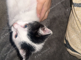 Male kitten