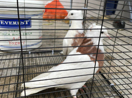 TOGHI PAIR FOR SALE
