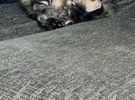 Beautiful little girl