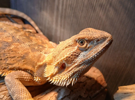Male Bearded Dragon.