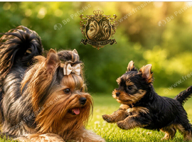 MINIATURE YORKSHIRE TERRIERS KC DNA TESTED PARENTS