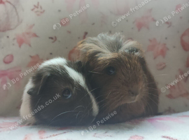 Beautiful pair of girl sows guinea pigs