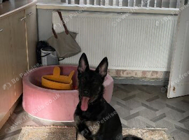 Working line 6 month old GSD (female)
