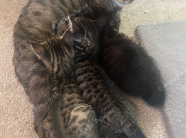 2 female kittens ready to go today