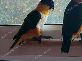female Caique for sale