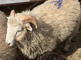 3 ram lambs for sale Born mid March