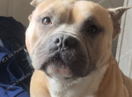 Pocket bully male