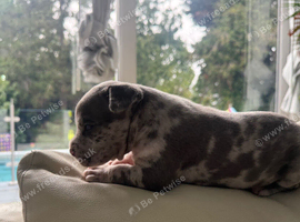 Pocket Bullyz puppy available aswell
