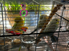 Hobby breeder