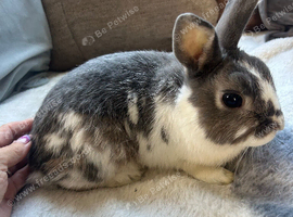 Beautiful male Netherland dwarf x mini lop boy - 2 years old
