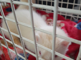 2 Jill's albino ferrets
