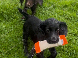 Ready now KC reg cocker spaniel pups