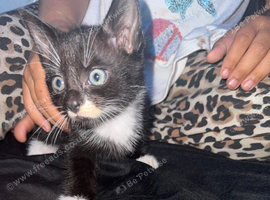 kitten