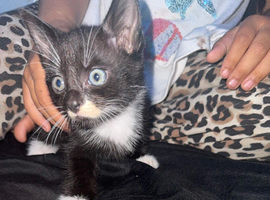 Kitten