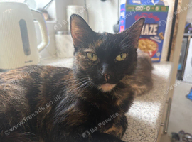 Pretty tortoise shell girl.