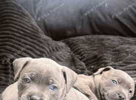 Champion Blue Staffordshire Bull Terrier Puppies