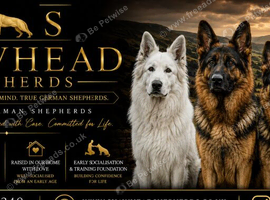 Stunning German Shepherds
