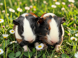 Bonded gorgeous boys
