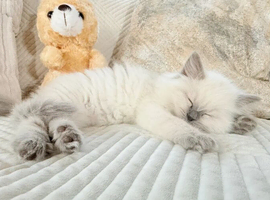 Stunning Bluepoint Ragdoll Kittens for sale