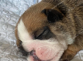 English Bulldog Pups Standard Traditional Colour