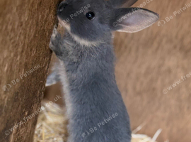 Grey Baby Bunny for sale