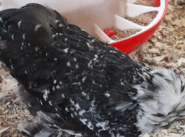 Mottled  silkie  cockral
