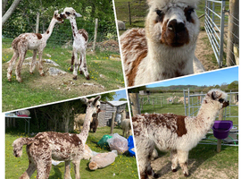 Young female alpacas