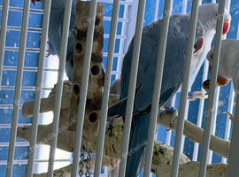Baby Indian Ringneck parrot