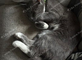 Shadow is looking for a loving home