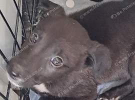 Saluki gray