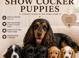 Adorable show cocker spaniel puppies