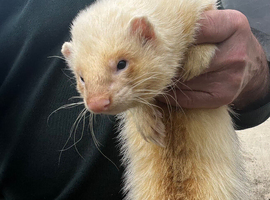 Working ferret for sale