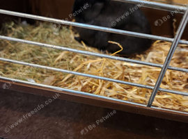 Beautiful Netherland Dwarf Doe