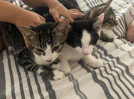 3 male kittens