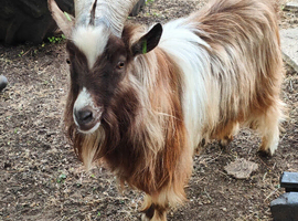 Can you offer this boy a summer home in exchange for lovely kids?