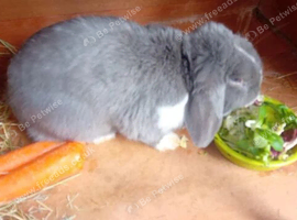 White female and grey male rabbit