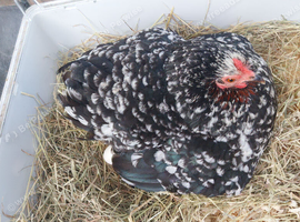 Broody pekin hen with 9 chick's