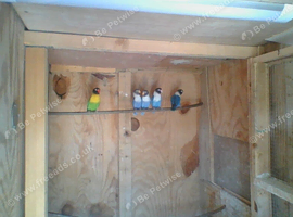 Black masked lovebirds