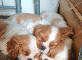 Beautiful blenheim pups