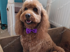 Beautiful Cockapoo puppies