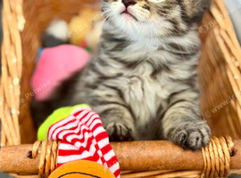 Beautiful long hair kittens