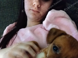 Dachshund cross chihuahua