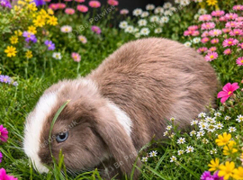 Beautiful Chocolate & White Blue-Eyed Holland Lop / Mini Lop Doe &ndash; 11 Weeks Old