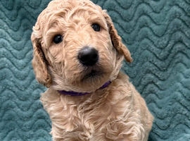 Sunning littler of Australian Double Doodles from Health screened parents