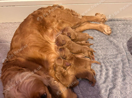 Beautiful English show Cocker Spaniel pups
