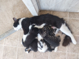 Stunning kittens available at 8 weeks old.