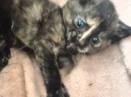 x4 Kittens Needing Homes