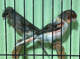 Harlequin pair